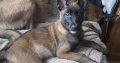 Purebred Belgian Malinois Puppies for Sale